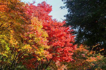 the spectacular scenery of maple trees with beautiful autumn leaves