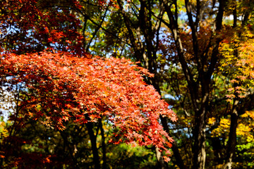 the spectacular scenery of maple trees with beautiful autumn leaves