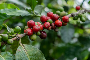 primer plano de rama de café een el cultivo 