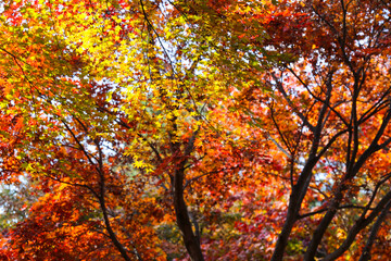 the spectacular scenery of maple trees with beautiful autumn leaves