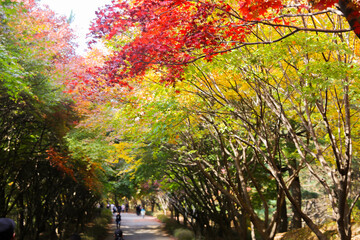 the spectacular scenery of maple trees with beautiful autumn leaves