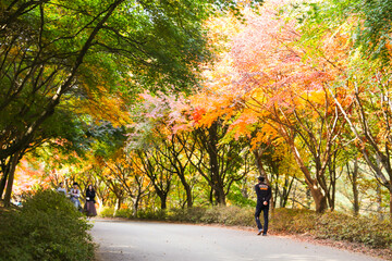 Obraz premium the spectacular scenery of maple trees with beautiful autumn leaves