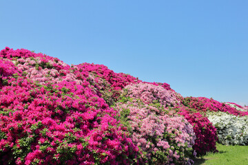 浅香山緑道・つつじ