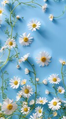 Fototapeta premium Chamomile flower decoration spring blossom for wallpaper, backdrop and background