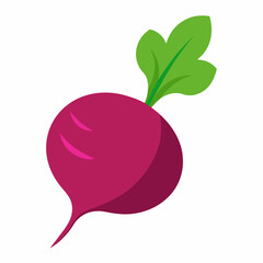 Beetroot vector