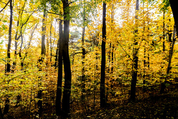 the spectacular scenery of maple trees with beautiful autumn leaves