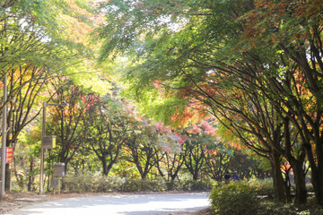 the spectacular scenery of maple trees with beautiful autumn leaves