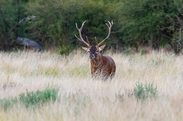 Red deer in Calden Forest environment, La Pampa, Argentina, Parque Luro, Nature Reserve