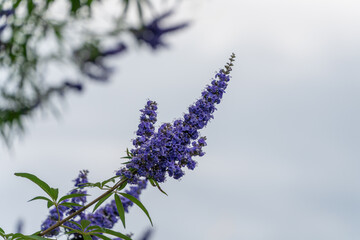 青いセイヨウニンジンボクの花