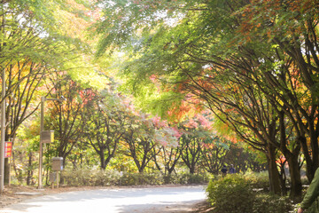 the spectacular scenery of maple trees with beautiful autumn leaves