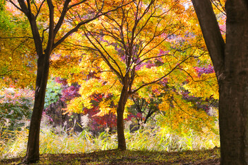 the spectacular scenery of maple trees with beautiful autumn leaves