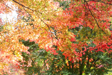 the spectacular scenery of maple trees with beautiful autumn leaves