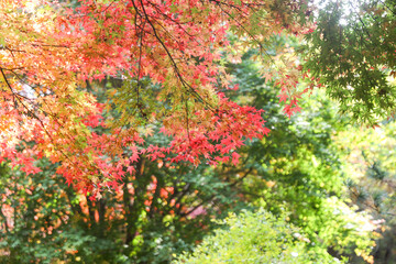 the spectacular scenery of maple trees with beautiful autumn leaves