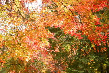 the spectacular scenery of maple trees with beautiful autumn leaves