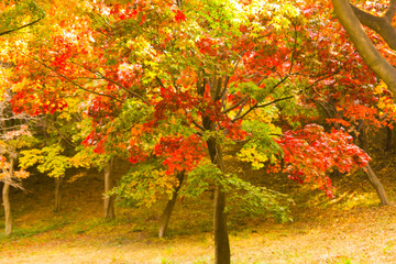 Fototapeta premium the spectacular scenery of maple trees with beautiful autumn leaves