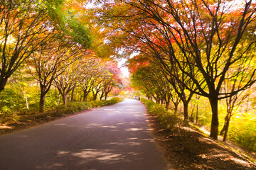 the spectacular scenery of maple trees with beautiful autumn leaves