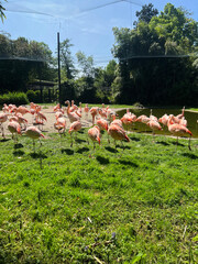 Flamingo birds in the contact zoo. Zoo in Rheine, Germany