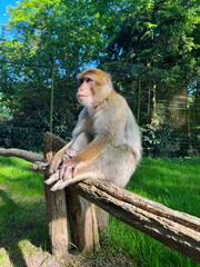 Monkey in the contact zoo. Zoo in Rheine, Germany