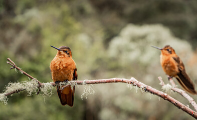 pareja de colibríes posados en la rama del bosque 