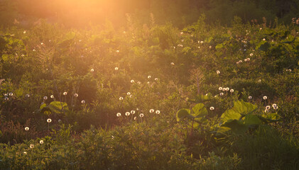 空き地に差す夕陽 / The setting sun shining on a vacant lot