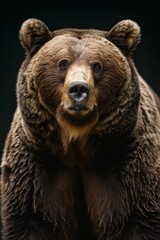 the Grizzly Bear , portrait view, white copy space on right Isolated on black background