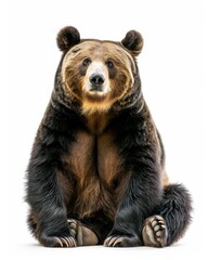 Obraz premium the Giant Panda Kodiak Bear, white copy space on right Isolated on white background