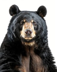 Fototapeta premium the Giant Panda American Black Bear, white copy space on right Isolated on white background