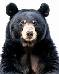 Fototapeta premium the Giant Panda American Black Bear, white copy space on right Isolated on white background
