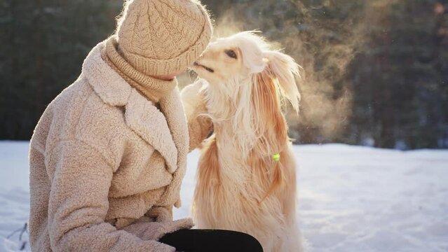 Happy beautiful young woman playing in the winter forest with her Afghan hound dog on a winter day. 