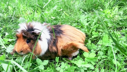 Cute Guinea Pig Eats Green Grass Outside, Close up