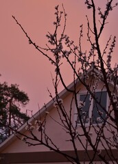 Cherry blossom pink sky