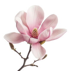 Obraz premium Magnolia Flower Isolated on Transparent Background, PNG, Cut Out.