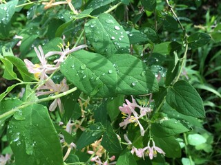 honeysuckle after the rain