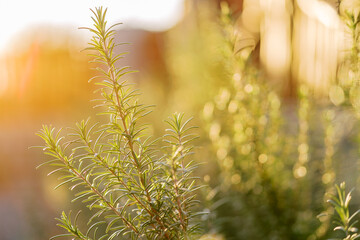 Green rosemary bush growing in a field in the sunlight