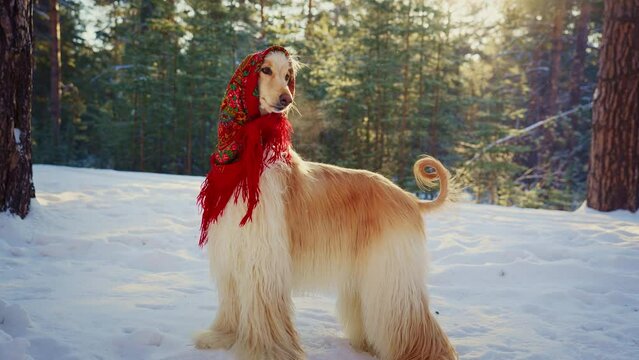 Dog, Afghan hound in a funny fur hat