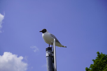 The Black-headed Gull (Chroicocephalus ridibundus) is a small gull which breeds in much of Europe and Asia, and also in coastal eastern Canada. Leer Ostfriesland, Germany.

