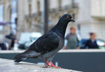 City pigeon. Beautiful plumage of a bird. Close-up of a bird. Lonely dove against the background of the city. Side view.