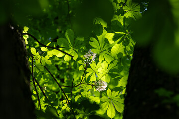 Fresh green leaves of a chestnut tree in the crown of a tree.