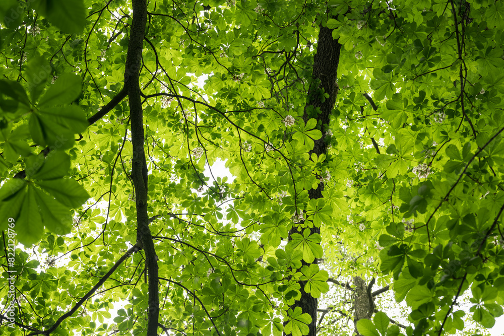 Canvas Prints fresh green leaves of a chestnut tree in the crown of a tree.