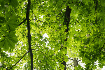 Fresh green leaves of a chestnut tree in the crown of a tree.