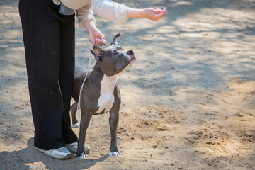 Handler puts The American  Staffordshire Terrier in the correct stance at a dog show. Cute pet...