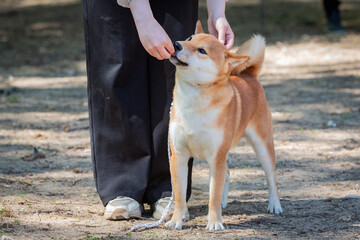 A Shiba Inu dog with a handler at a dog show.