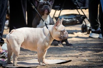 Handler demonstrates French bulldog stance in ring at dog show.