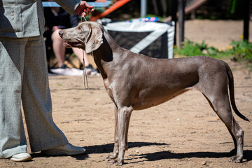 Handler shows a Weimaraner dog at a dog show. The Weimaraner is a German breed of medium to large...