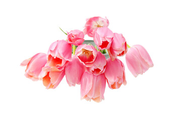 Light pink tulips, isolated on transparent background