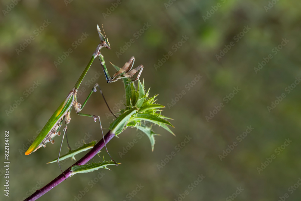 Sticker close up of pair of beautiful european mantis ( mantis religiosa )