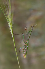 Close up of pair of Beautiful European mantis ( Mantis religiosa )