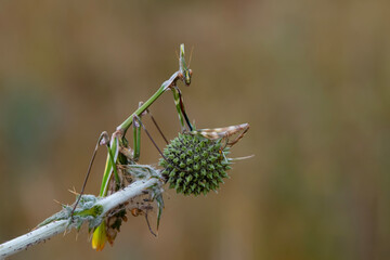 Close up of pair of Beautiful European mantis ( Mantis religiosa )