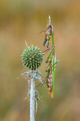 Close up of pair of Beautiful European mantis ( Mantis religiosa )