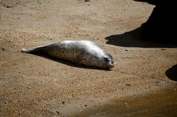 ゴマフアザラシ